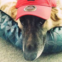 Close-up of dog looking away