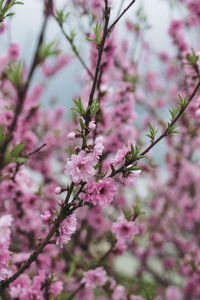 Close-up of pink cherry blossoms in spring