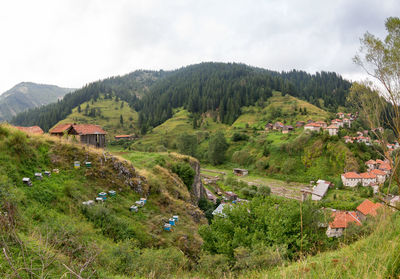 Houses, outbuildings and apiary in the mugla village in coniferous forest on the steep slopes