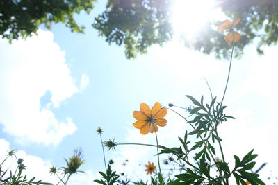 Low angle view of flowering plant against sky
