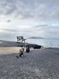 Horse cart on beach against sky