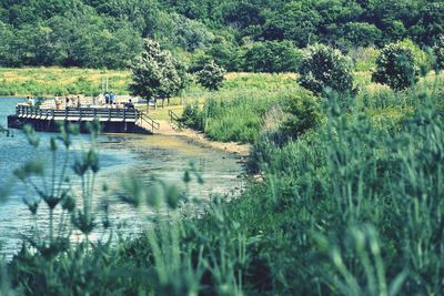 Scenic view of lake in forest