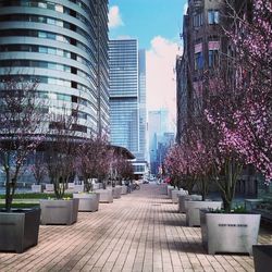 Trees in city against sky