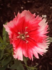 Close-up of red flower