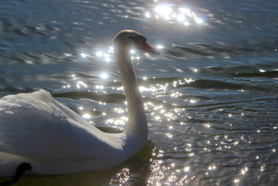 View of swan swimming in lake