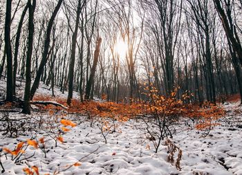 Trees in forest during winter