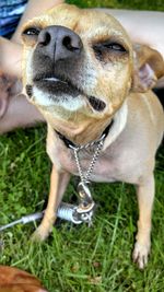 Close-up of dog looking away