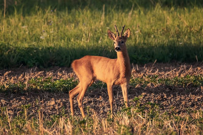 Deer standing on field
