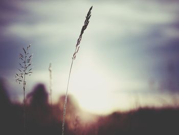 Close-up of plant against sky at sunset