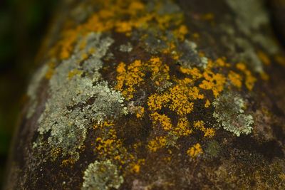 Close-up of lichen on tree