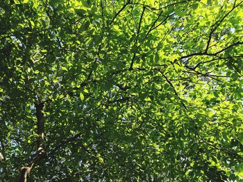 Low angle view of tree leaves