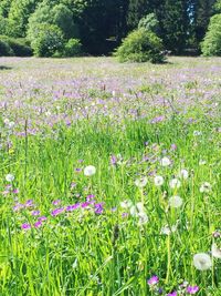 Purple crocus flowers growing in field