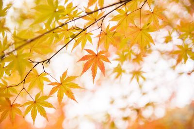 Close-up of autumn tree