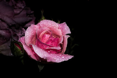 Close-up of wet pink rose