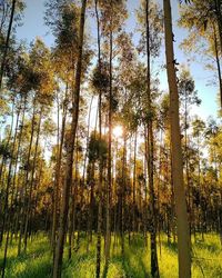 Trees in forest