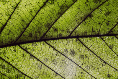 Full frame shot of plants