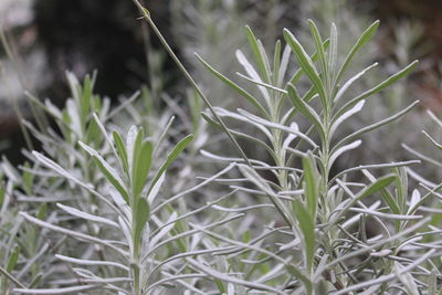 Close-up of plants during winter