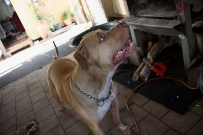 High angle view of dog looking away