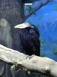 Close-up of bird perching on branch