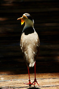 Close-up of seagull perching on wood
