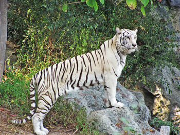 Cat looking away on rock in zoo