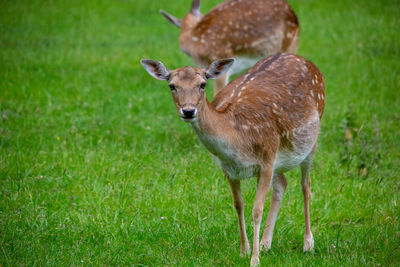 Portrait of deer standing on field