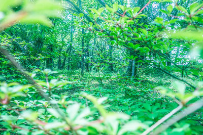 Trees growing in park