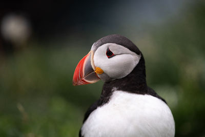 Close-up of bird