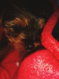 Close-up of dog with red eyes