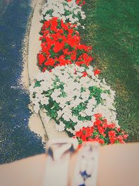 Close-up of red flowers