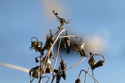 Low angle view of bird perching on plant against sky