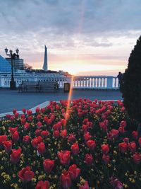 View of flowering plants at sunset