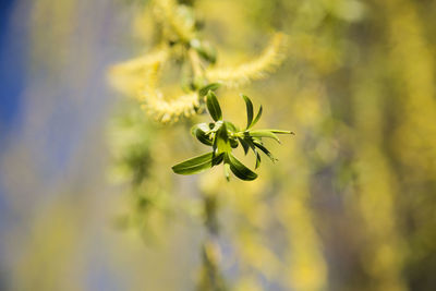 Close up of yellow flower