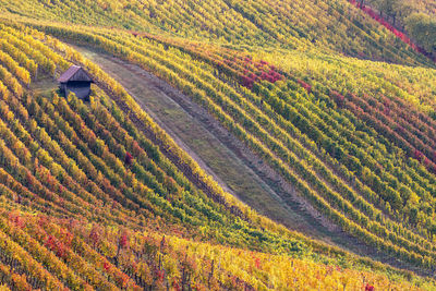 Scenic view of agricultural field