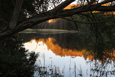 Reflection of trees in calm lake