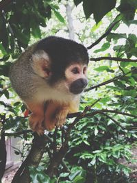 Close-up of monkey on tree