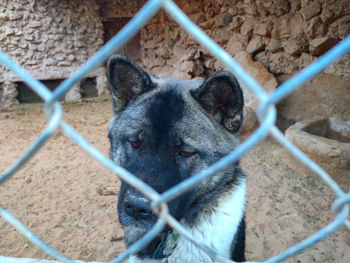 Close-up of a dog looking sad behind the cage 