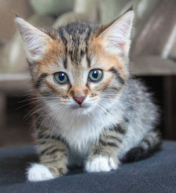 Close-up portrait of a kitten