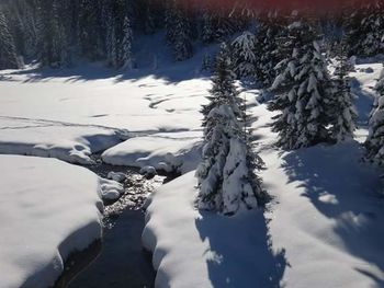 Snow covered trees on snow covered landscape