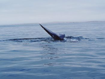 Whale swimming in sea against sky