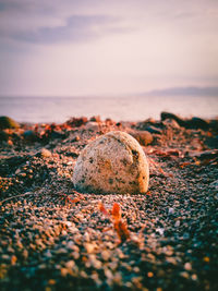 Surface level of rocks on shore