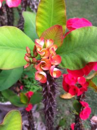 Close-up of pink flowers