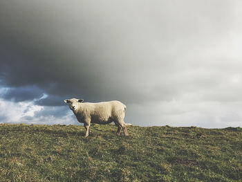 View of an animal on field against sky