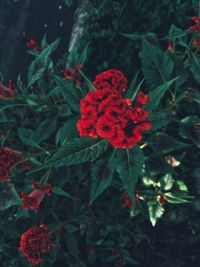 Close-up of red flowering plant