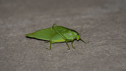 Close-up of insect on leaf