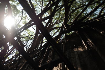 Sun shining through trees