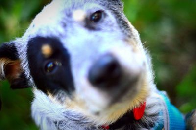 Close-up portrait of puppy