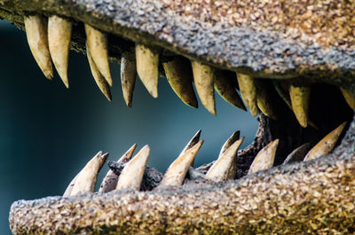 Close-up of fish on rock