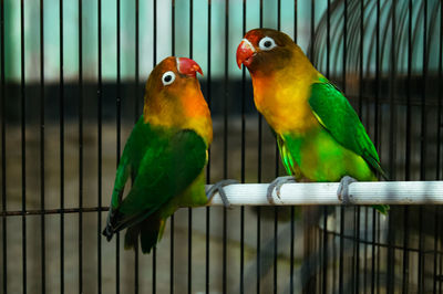 View of parrot in cage