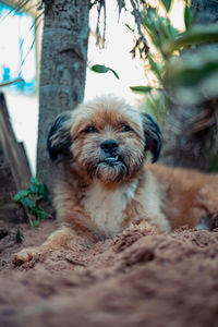 Portrait of dog relaxing outdoors